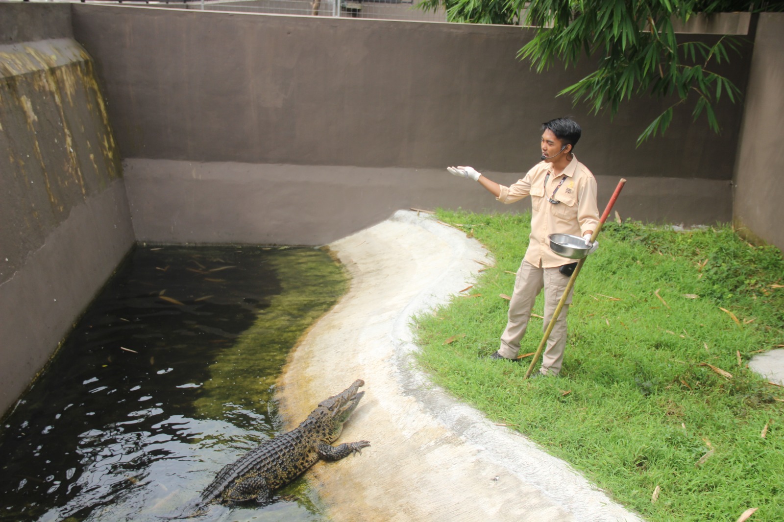Kegiatan-keeper-talk-buaya-di-jember-mini-zoo