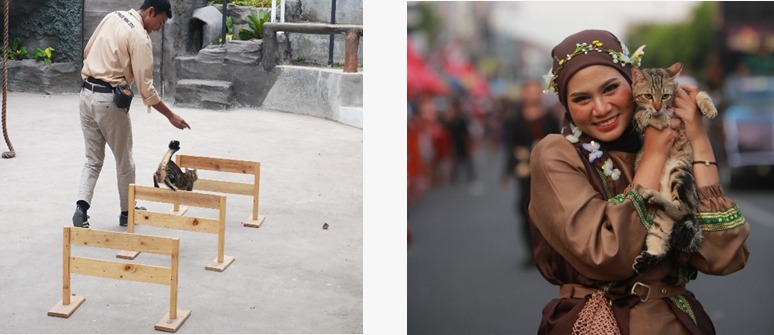 Piuw tampil di Animal Edutainment Jember Mini Zoo dan Jember Fashion Carnaval