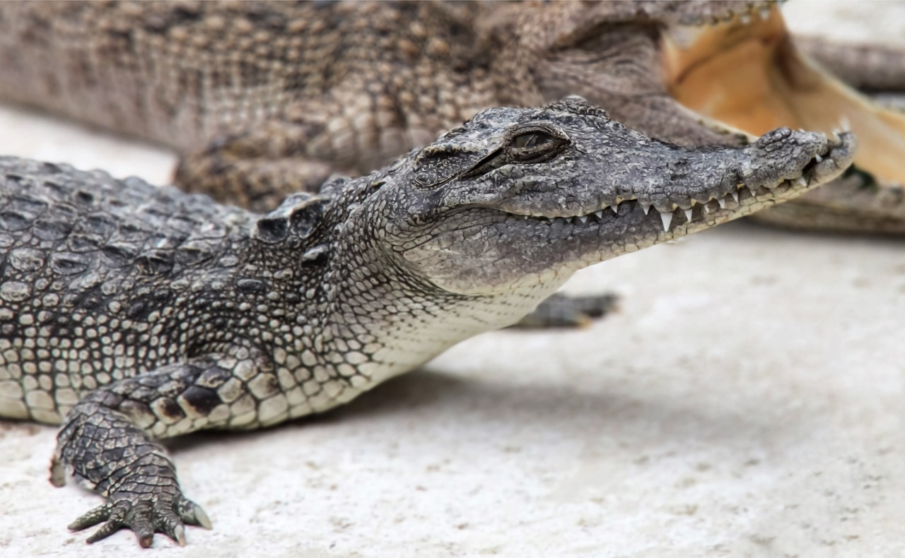 Berkenalan dengan Satwa Predator Baru yang Menjadi Daya Tarik Edukasi Jember Mini Zoo
