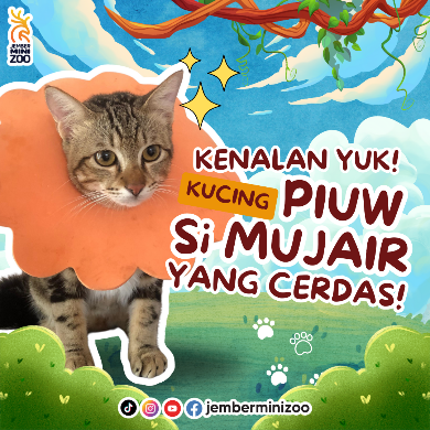 Heboh! Piuw, Kucing Mujair Jember Mini Zoo yang Viral Berkat Keunikannya