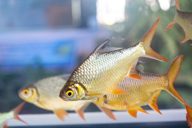 Ikan Tengadak