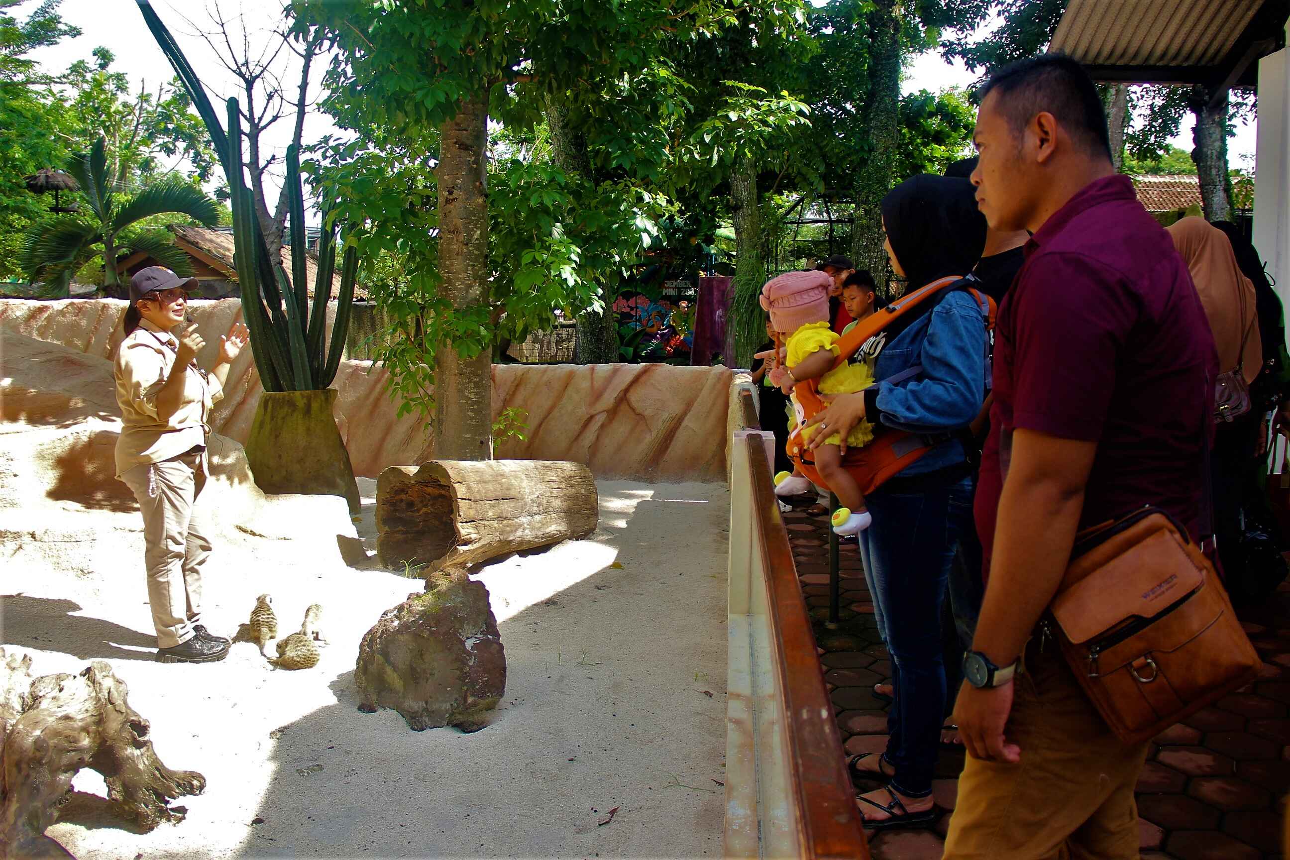 keeper talk meerkat di jember mini zoo