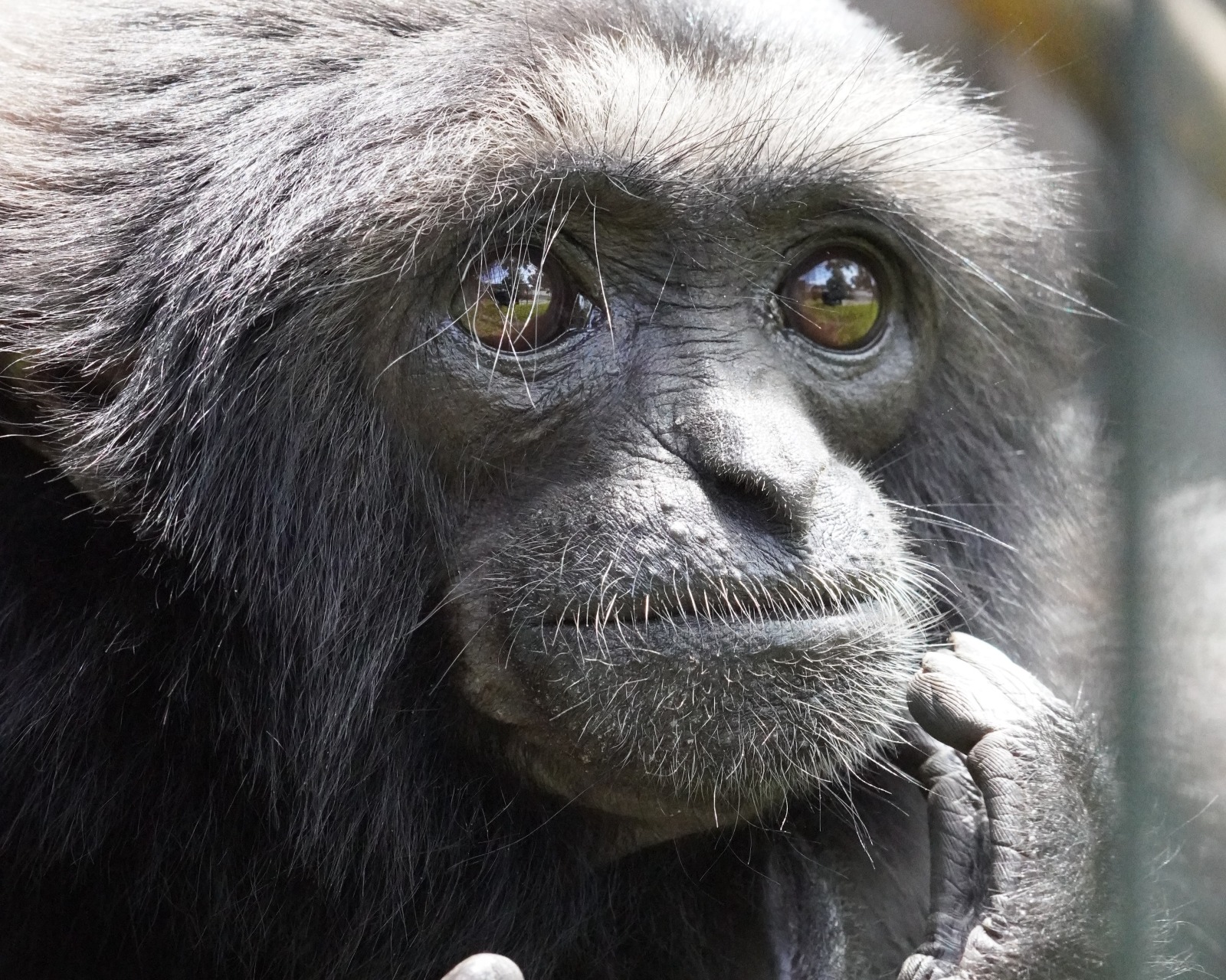 Mengenal Satwa Baru di Jember Mini Zoo: Owa dan Siamang, Primata yang Mengagumkan!