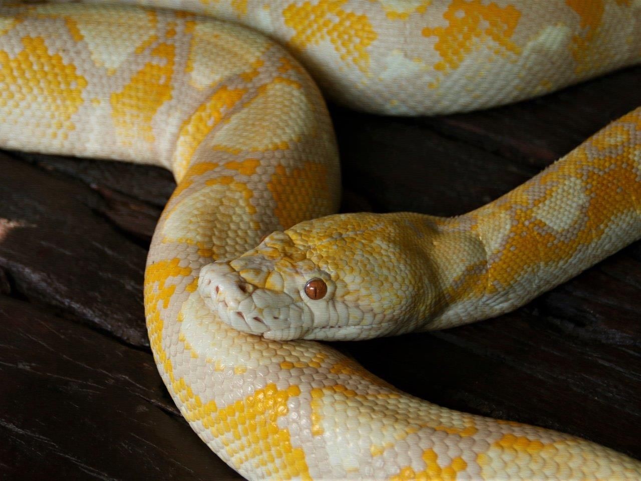 Sanca Kembang Albino