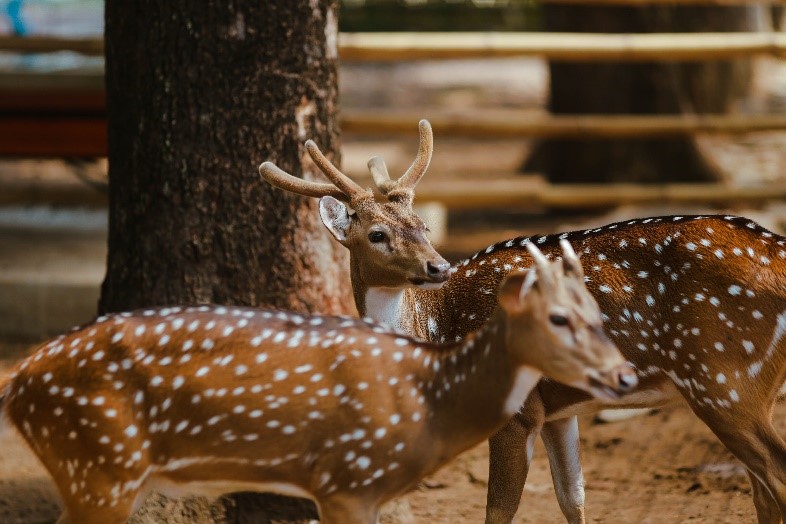 Satwa di Jember Mini Zoo