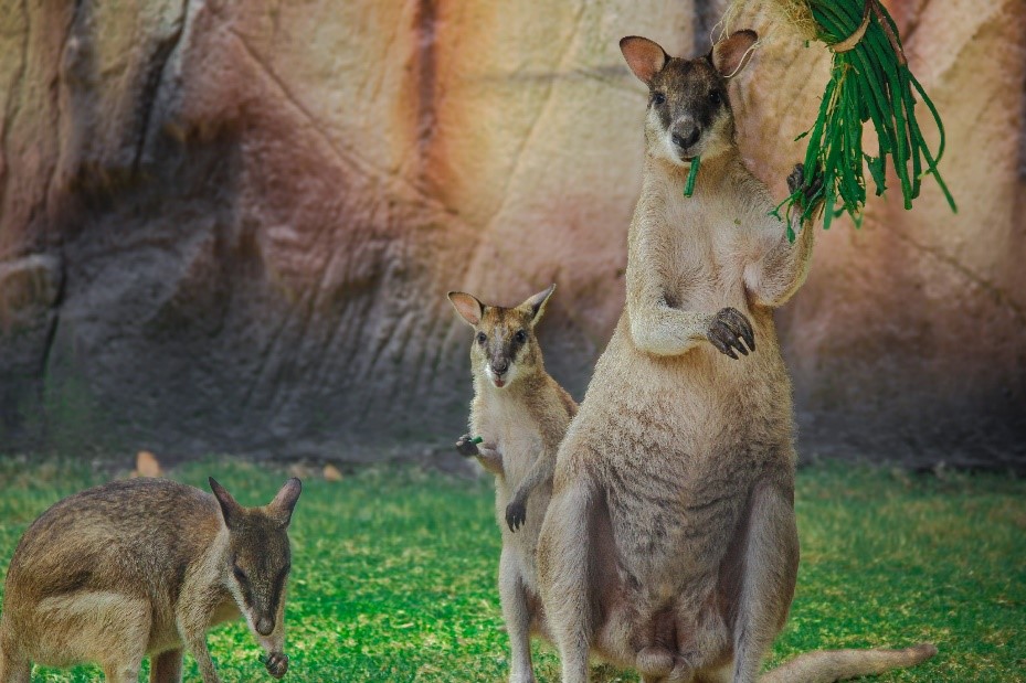 Wallaby Agile, Penghuni Baru Jember Mini Zoo!